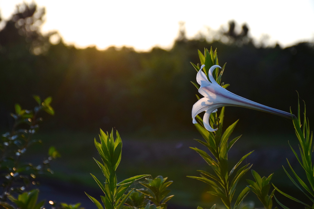 a facing lily