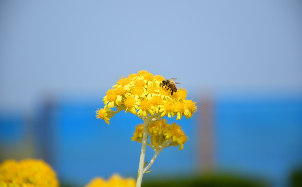 a bee on the yellow