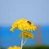 a bee on the yellow