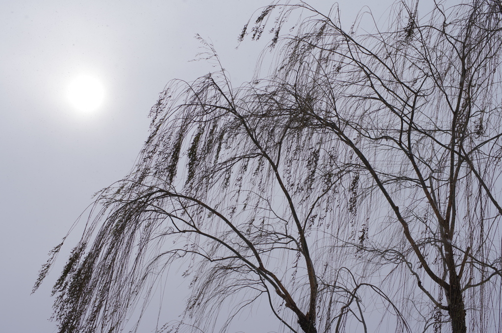 -5℃で揺れる柳