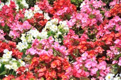 花花