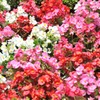 花花