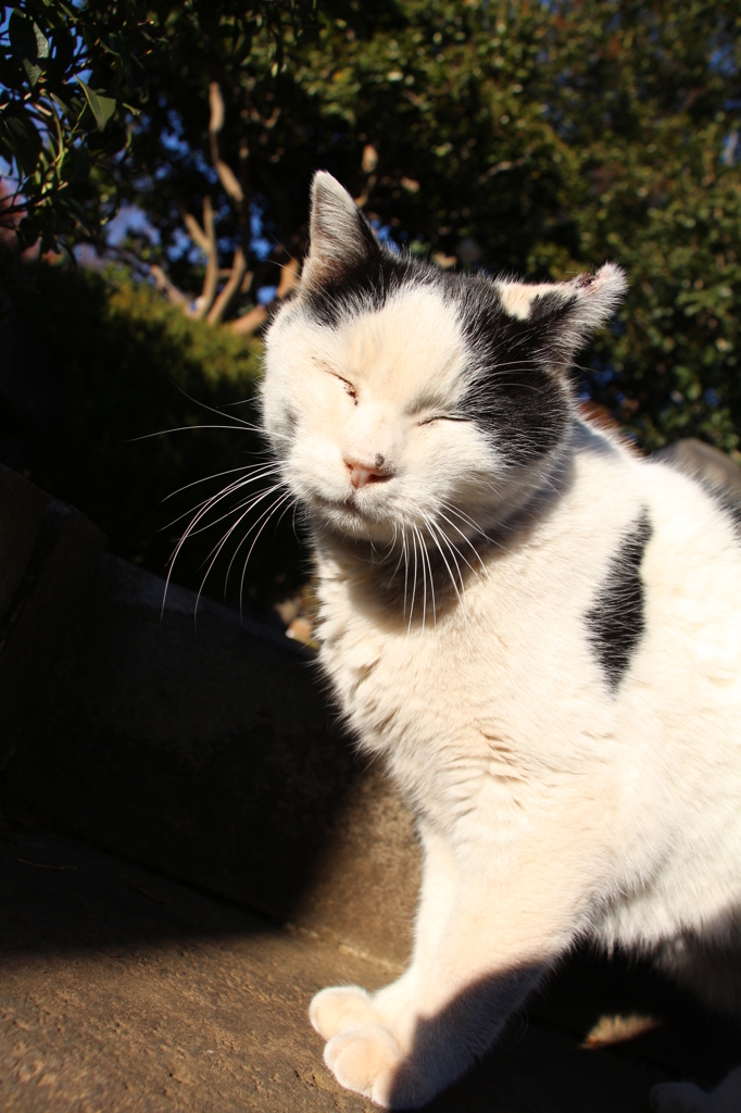 微笑む猫
