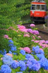 紫陽花が見送る