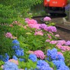 紫陽花が見送る