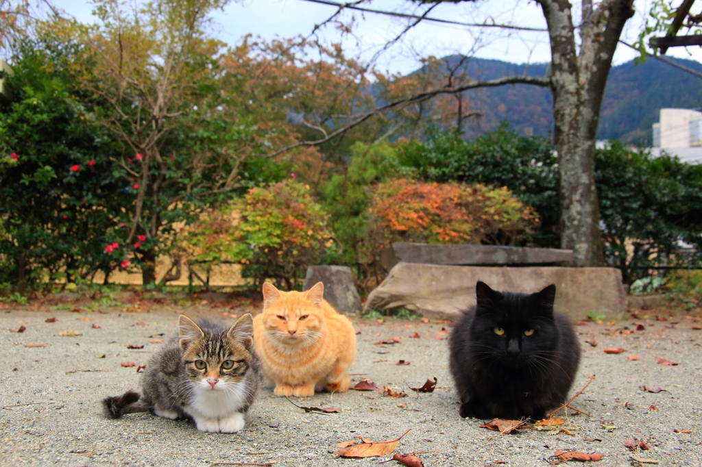 ねこ会議