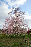 しだれ桜