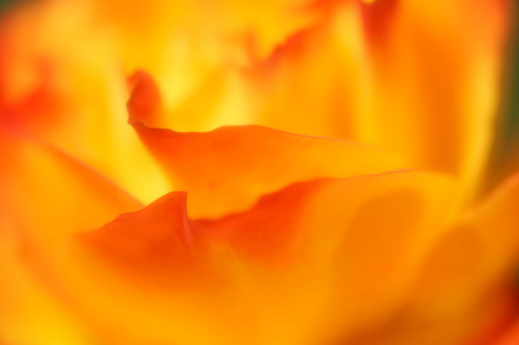 薔薇の美しさとは何でしょう　(*´-ω・)ﾝ?