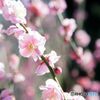 妖艶　梅　名古屋市農業センター　B