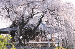 春一番　大永寺の桜　A