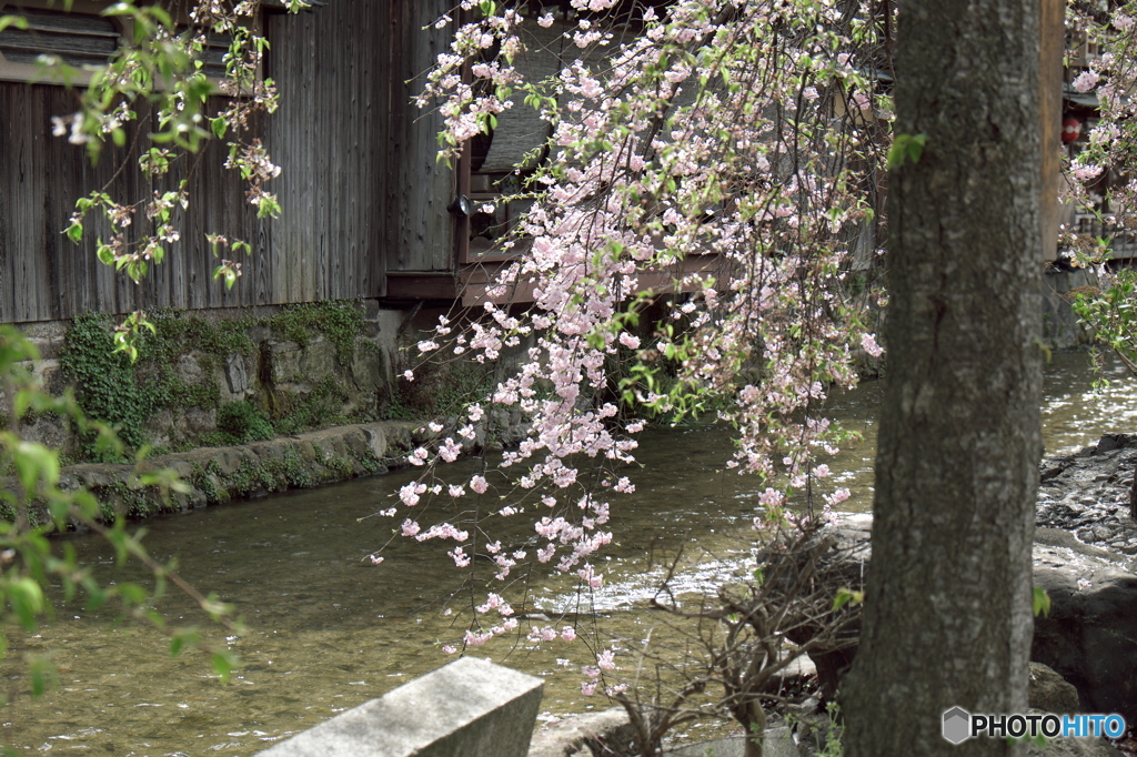 京のしだれざくら　しらかわ
