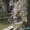 京のしだれざくら　しらかわ