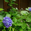 紫陽花C