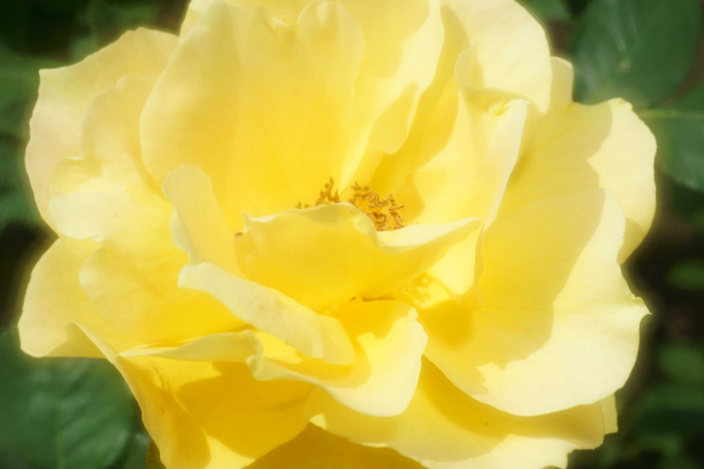 薔薇　14