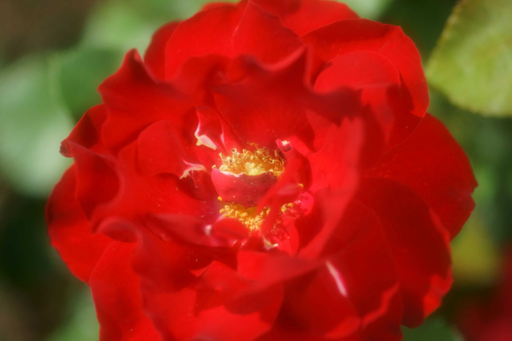 薔薇　7