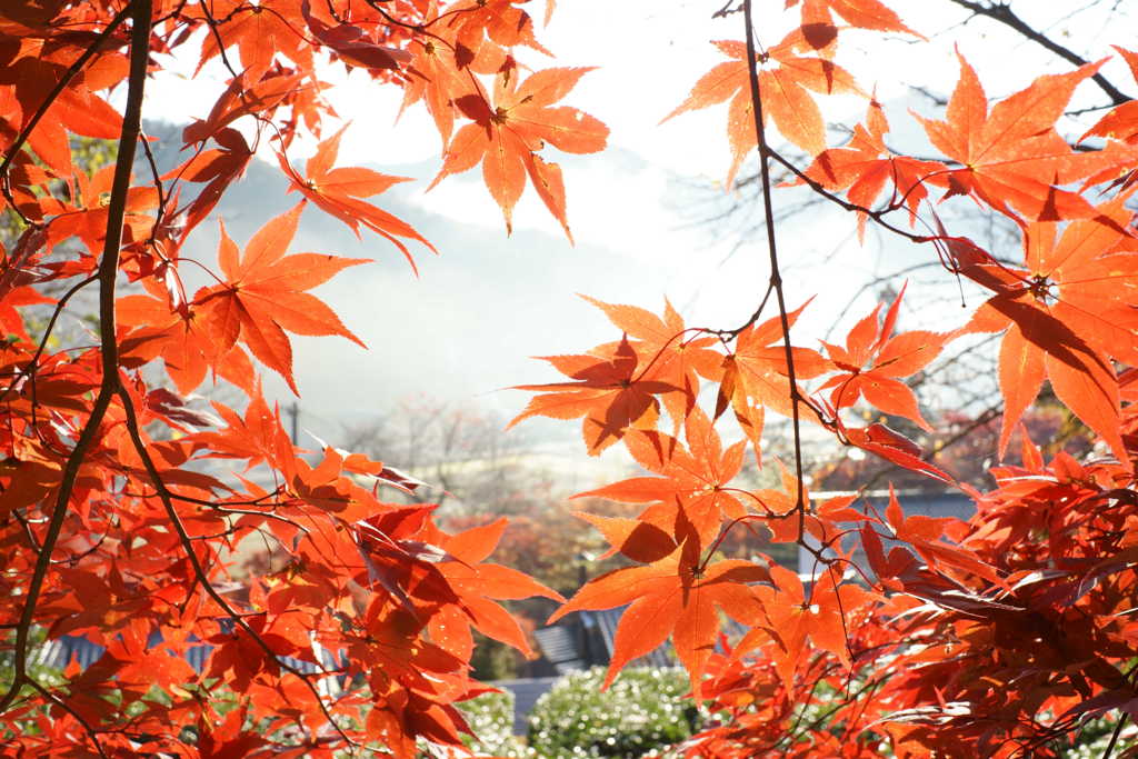 玉龍寺　紅葉