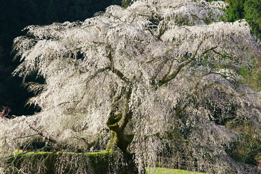 奈良　又兵衛桜