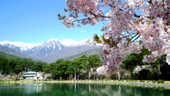 千人塚公園の桜