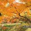 京都　円山公園　紅葉