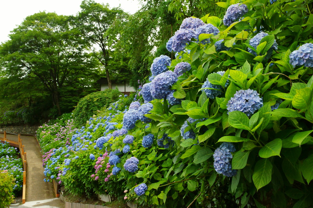 紫陽花G