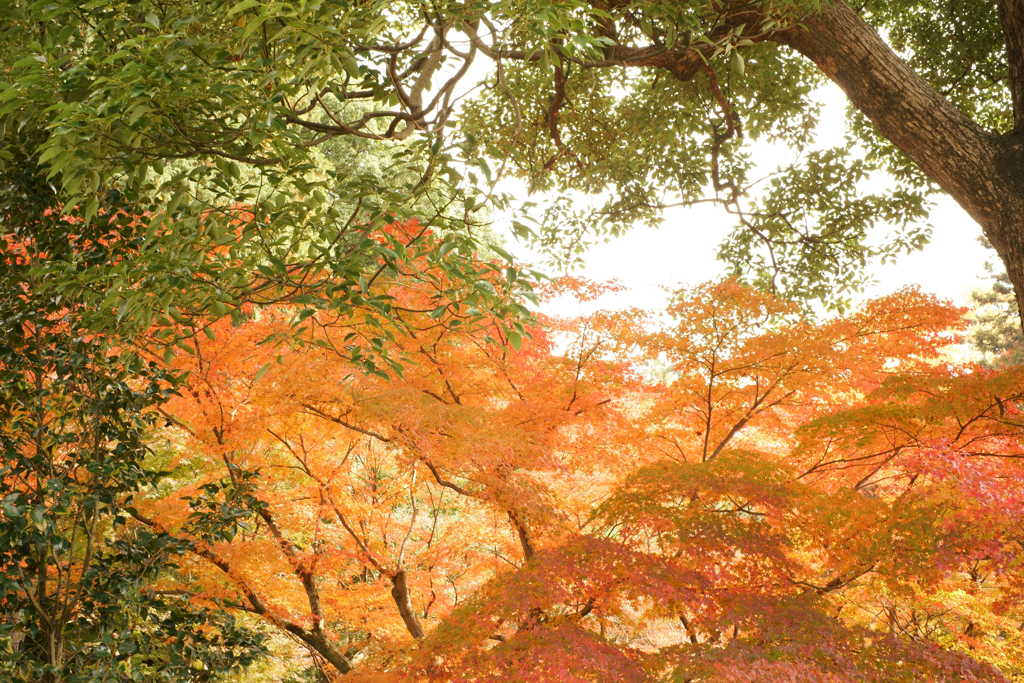 京都　東福寺　紅葉