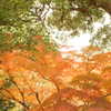 京都　東福寺　紅葉