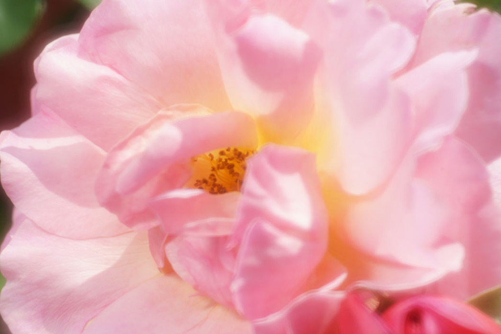 薔薇　8