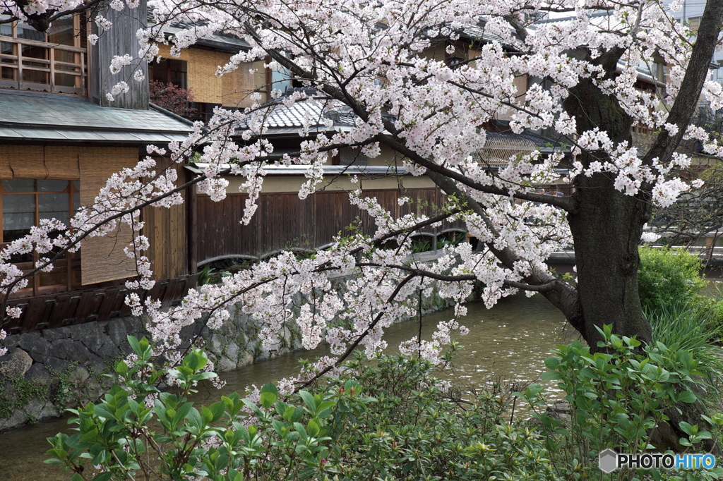 京のサクラ　しらかわB