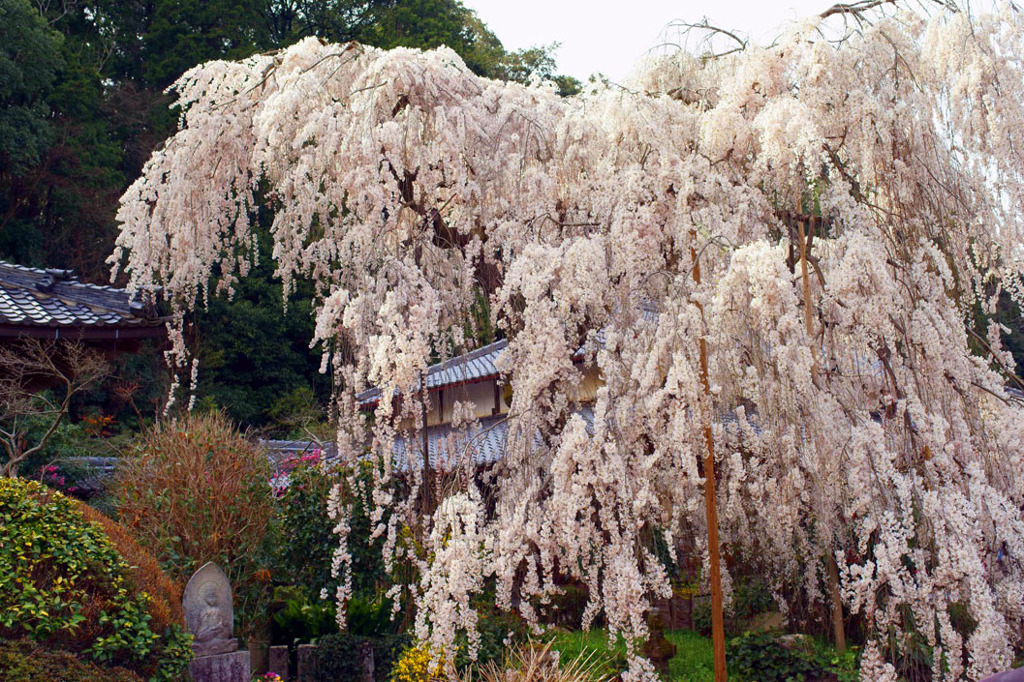 大野寺