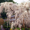 大野寺