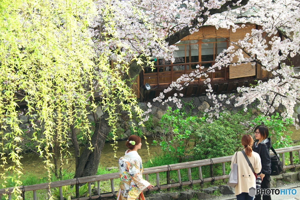 京のさくら　白川