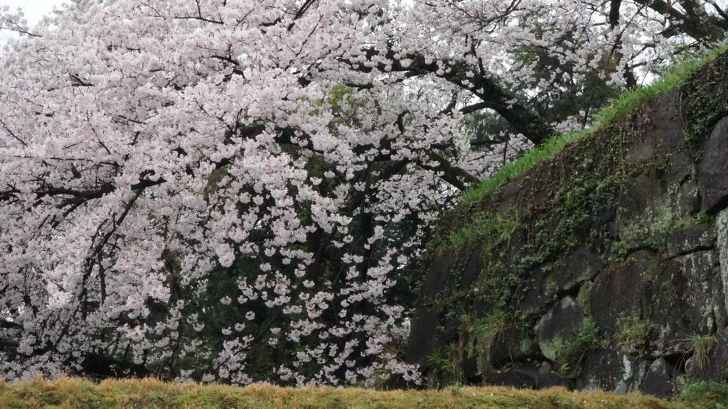 名古屋城のさくら