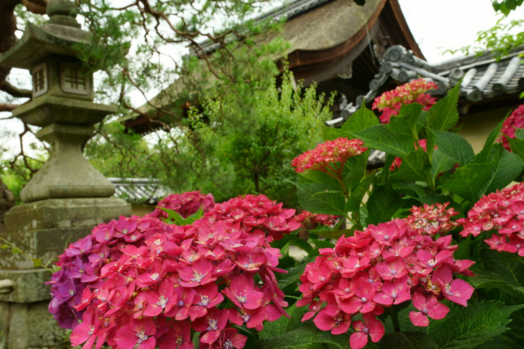 紫陽花F