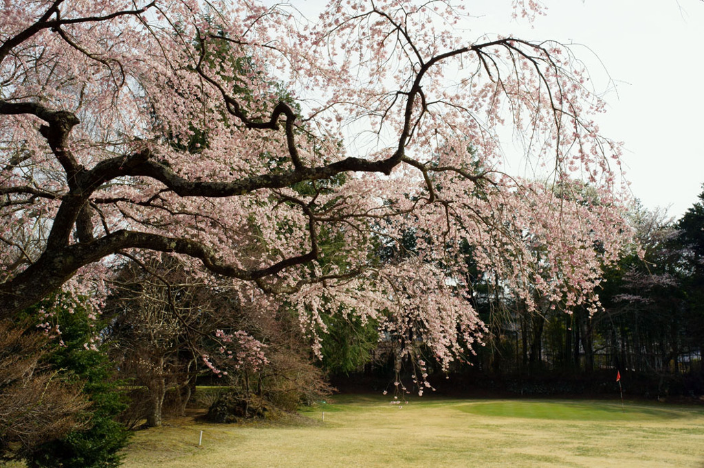 河口湖の桜