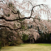 河口湖の桜