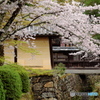 京のサクラ　大覚寺　改訂版