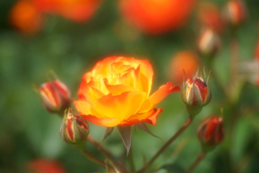 薔薇　1
