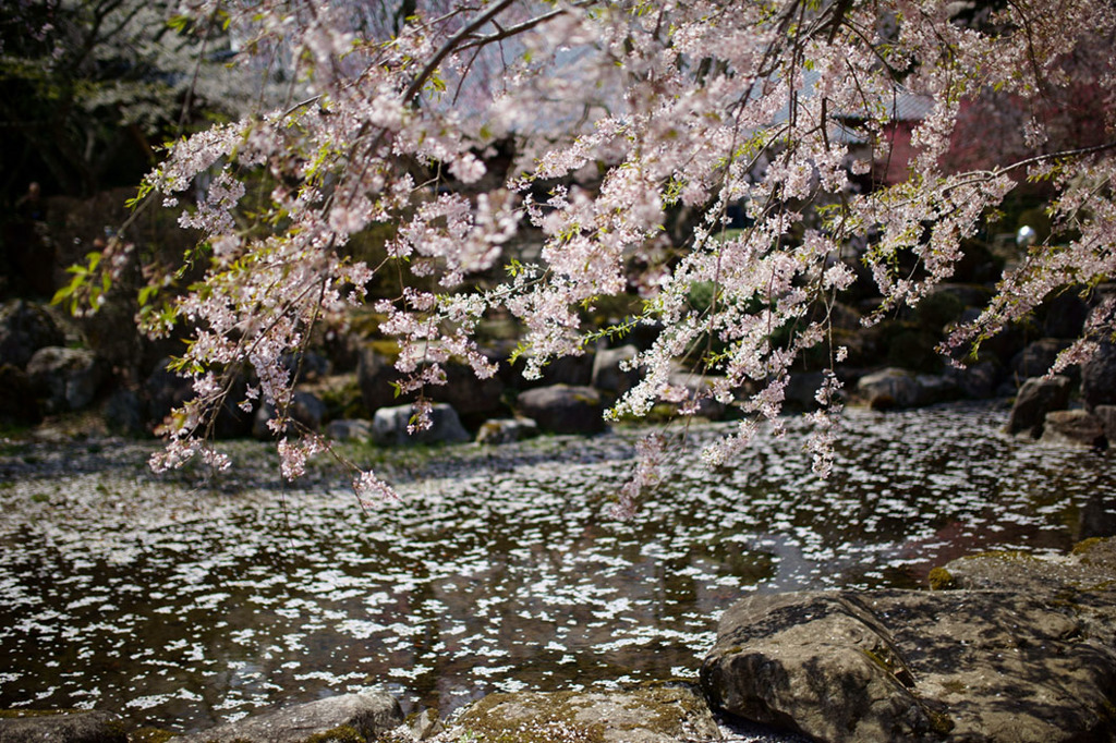 光前寺の桜