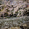 光前寺の桜