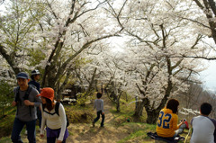 光城山の桜並木