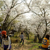 光城山の桜並木