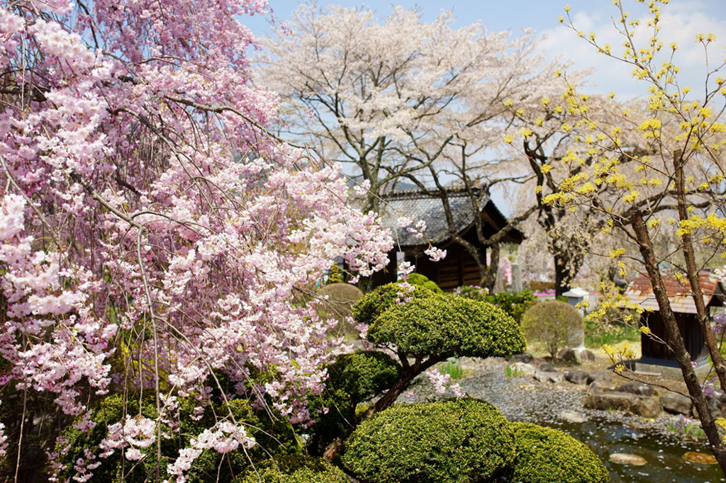 光前寺の桜