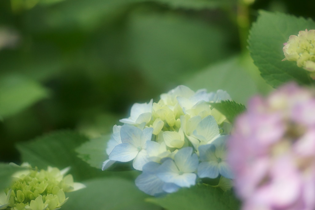 紫陽花