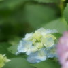 紫陽花