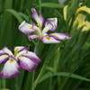 花菖蒲Ａ