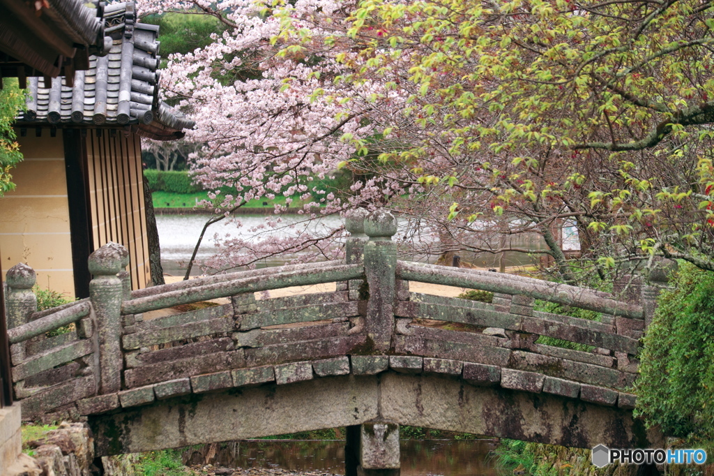京のサクラ　大覚寺A