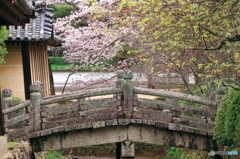 京のサクラ　大覚寺A