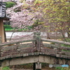 京のサクラ　大覚寺A