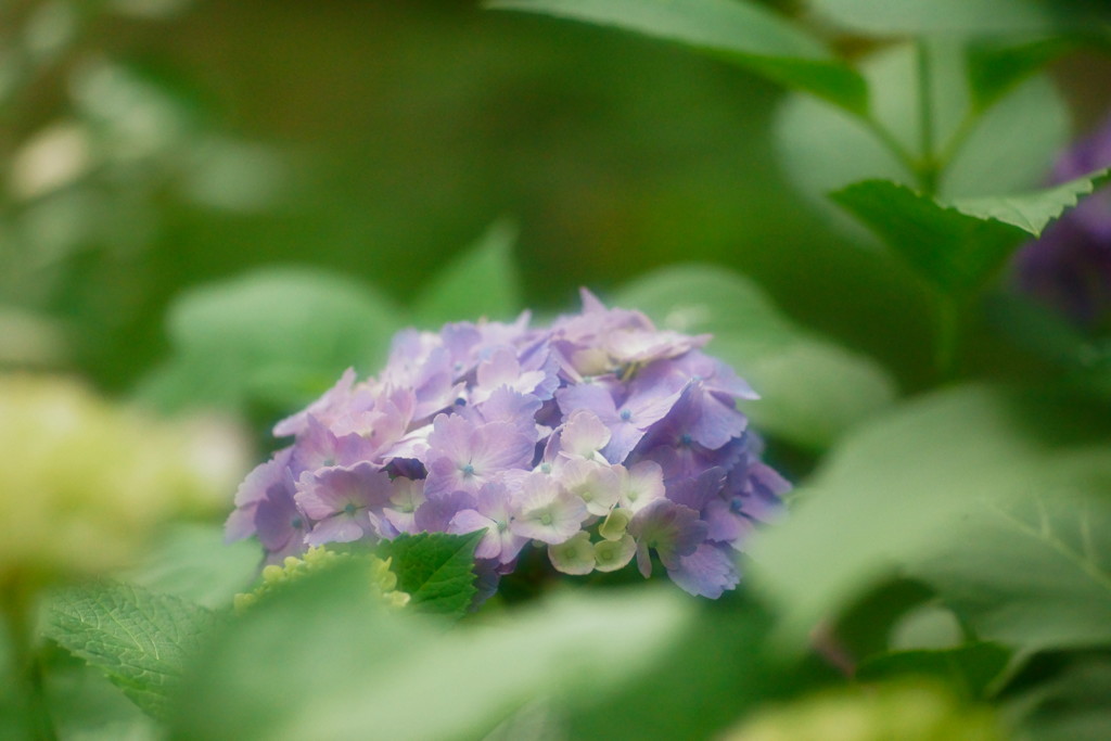 紫陽花