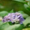 紫陽花